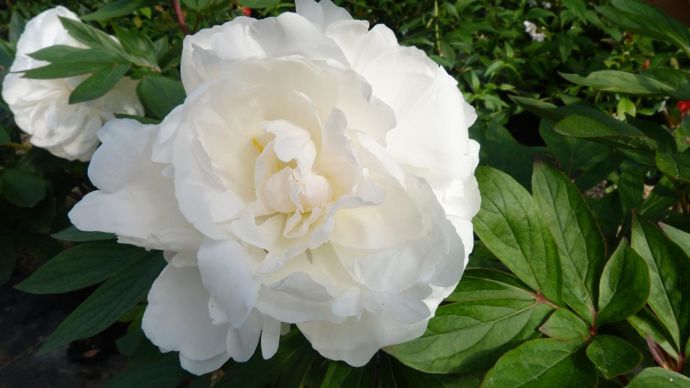 Paeonia ‘Madame Emile Lemoine’ - ©Mélissa Grillot